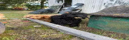 Kruising honden te koop: Mooie goldendoodles. - Advertentie 6