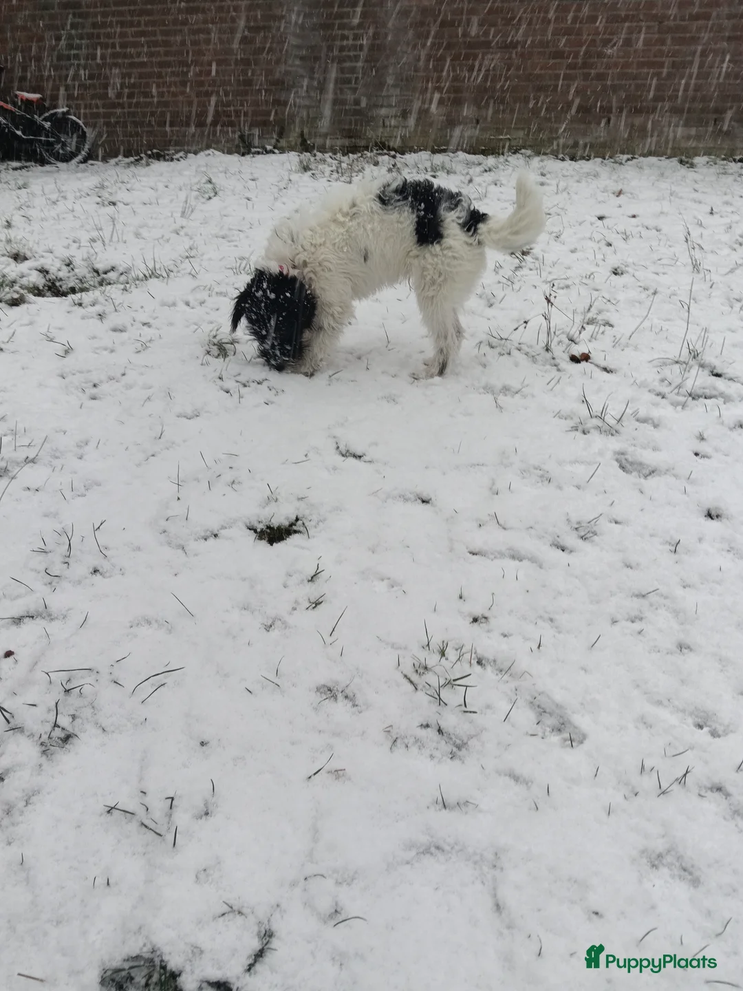 Kruising honden te koop: Maltipoo pup - Advertentie 19