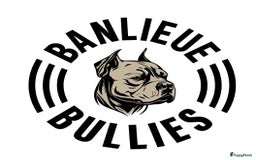 Amerikaanse Bully honden te koop: Exotic/Pocket Amerikaanse Bully Pups - Afbeelding 13