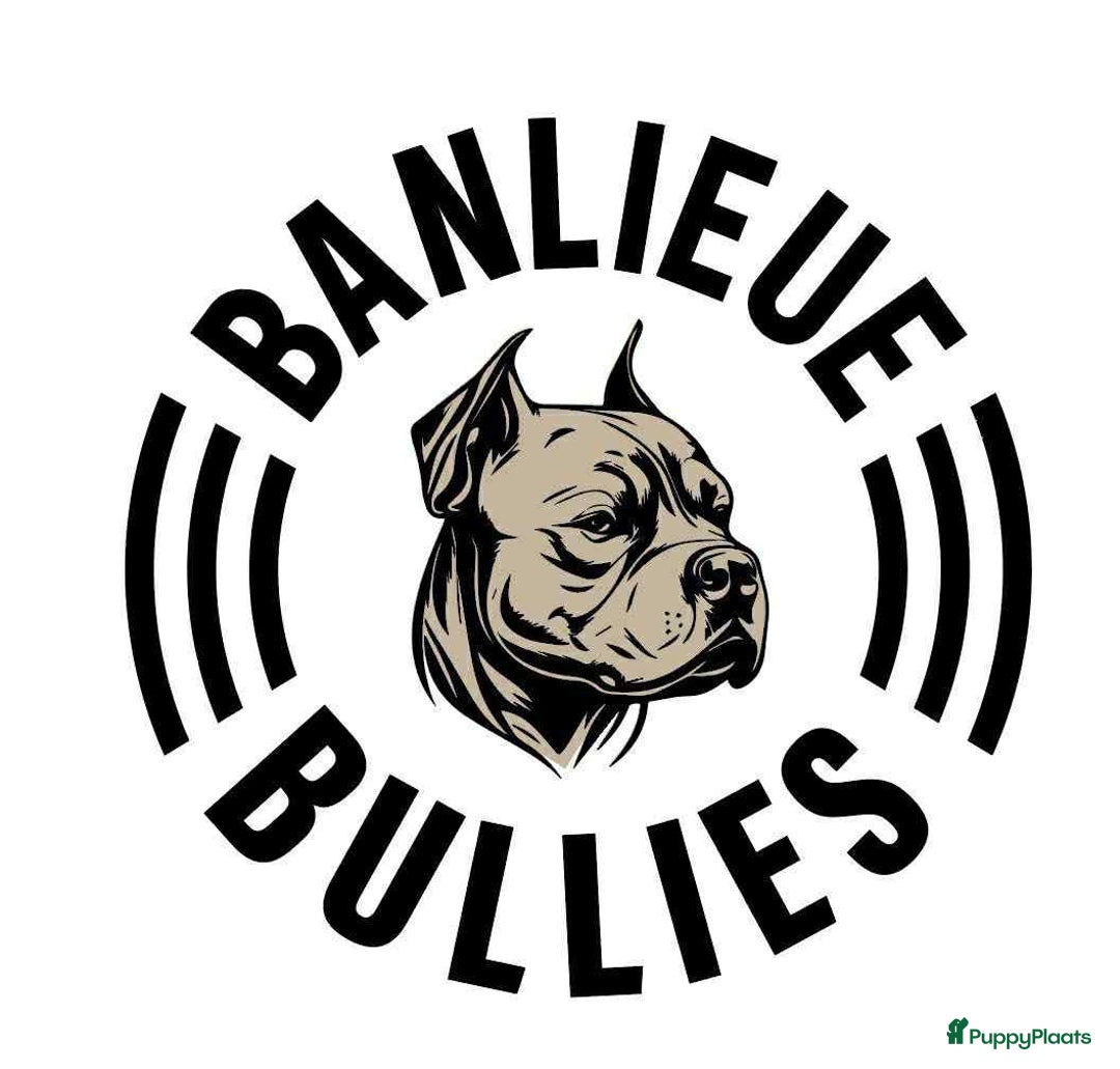 Amerikaanse Bully honden te koop: Exotic/Pocket Amerikaanse Bully Pups - Afbeelding 13