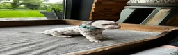 Dalmatiër honden te koop: Dalmatiër Pups van erkende fokker! - Advertentie 12