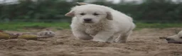 Golden Retriever honden te koop: Golden Retriever Pups met Stamboom. - Advertentie 13