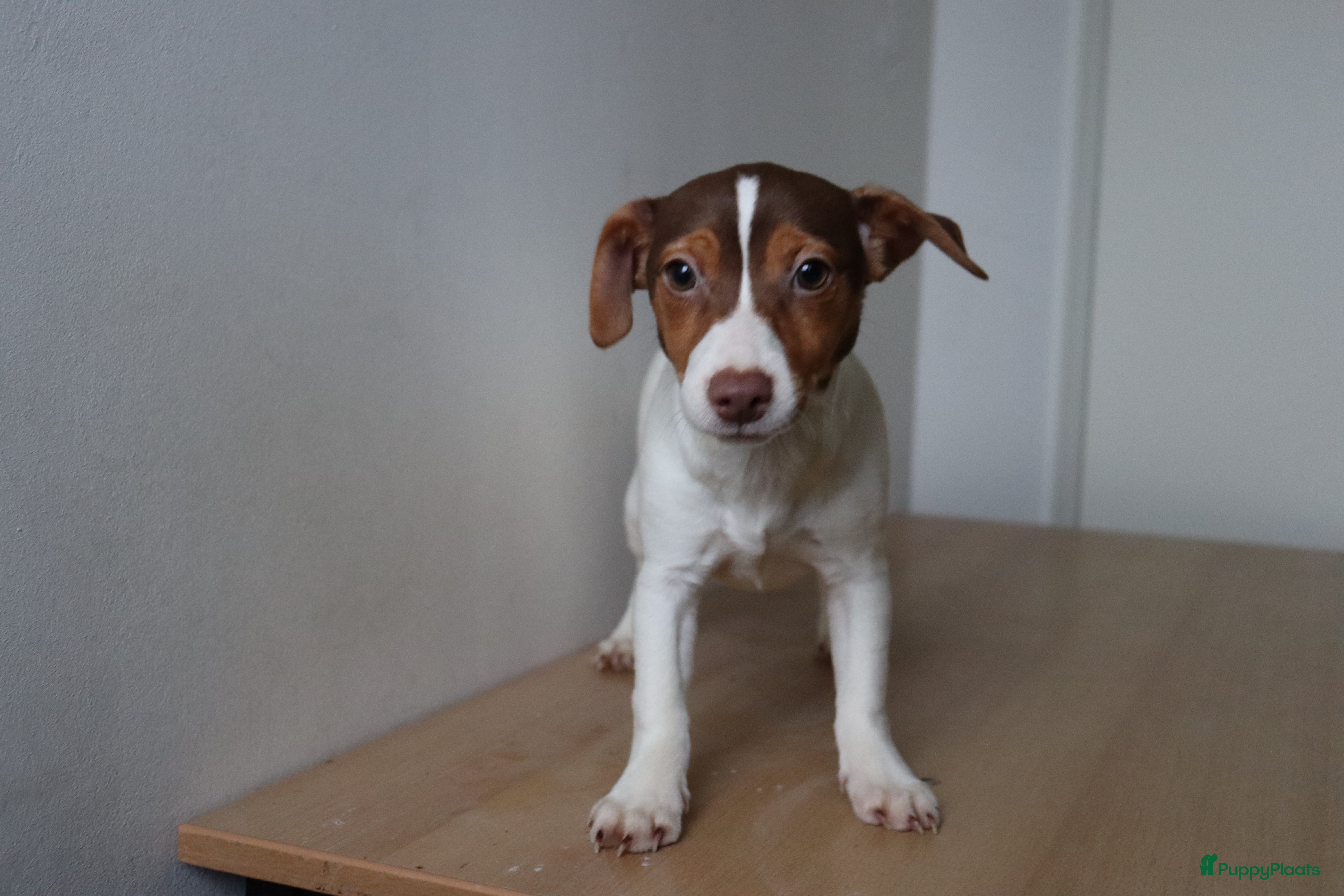 Jack Russel Terriër honden Mega Mooie jacks te koop - Advertentie 4