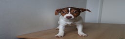 Jack Russel Terriër honden te koop: Mega Mooie jacks te koop - Advertentie 16