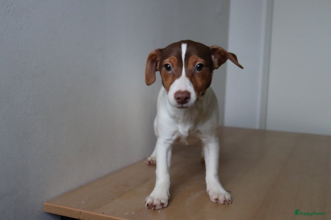 Jack Russel Terriër honden te koop: Mega Mooie jacks te koop - Advertentie 16