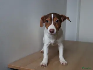 Jack Russel Terriër honden Mega Mooie jacks te koop - Advertentie 4