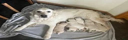 Golden Retriever honden te koop: Golden Retriever pups - Advertentie 1