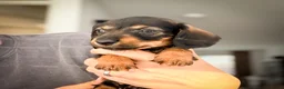 Ruwhaar Teckel honden te koop: 🌼Schattige ruwharige teckel pups🌼 - Advertentie 9