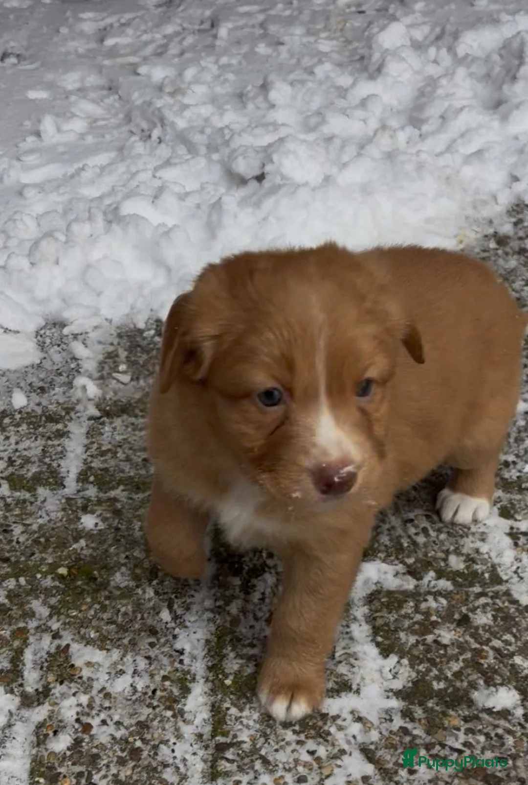 Nova Scotia Duck Tolling Retriever honden te koop: Toller pups met stamboom te koop  - Advertentie 1