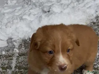 Nova Scotia Duck Tolling Retriever honden Toller pups met stamboom te koop - Advertentie 5