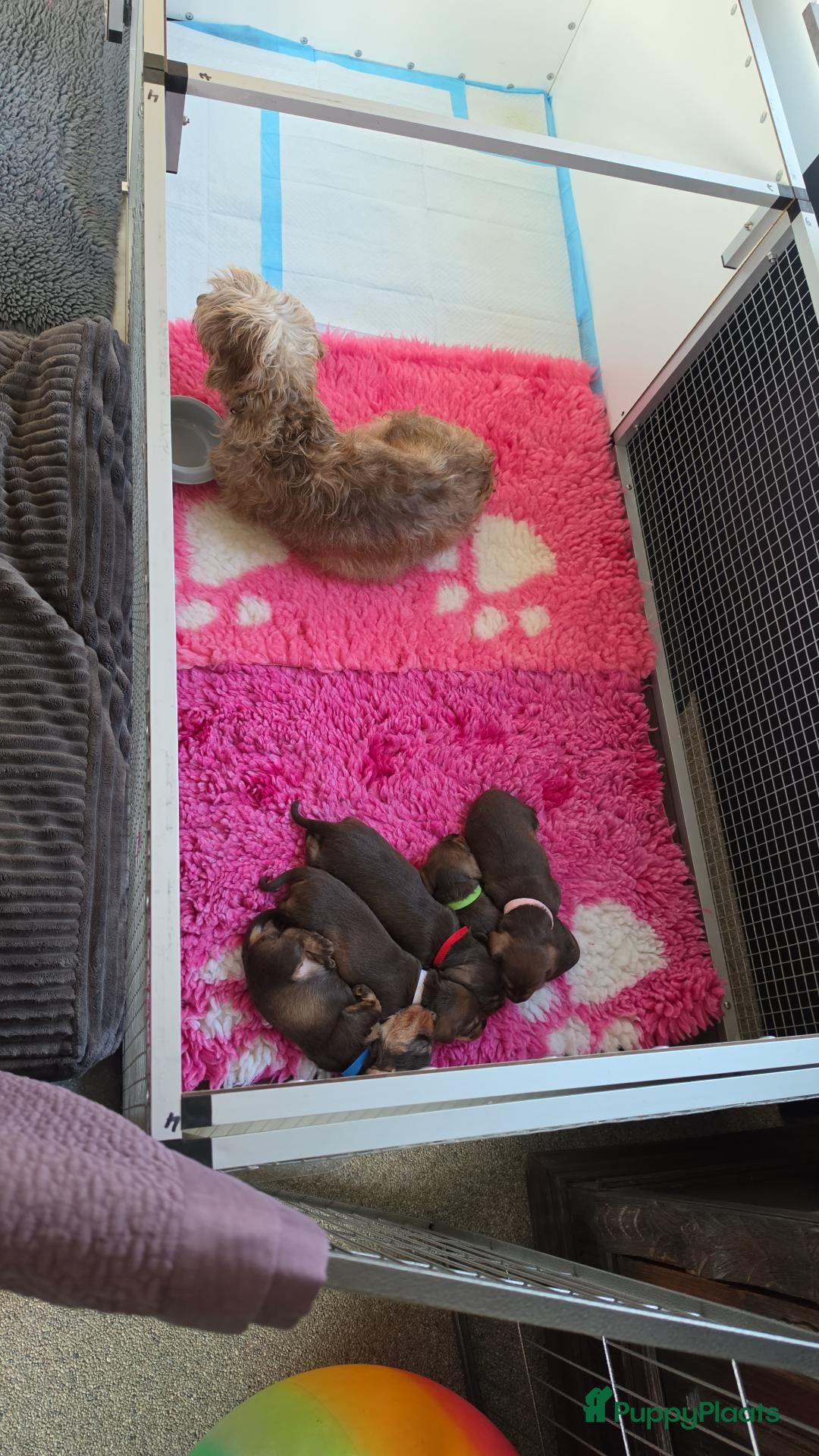 Ruwhaar Teckel honden Prachtige choco tan ruwhaar reutje beschikbaar - Advertentie 1