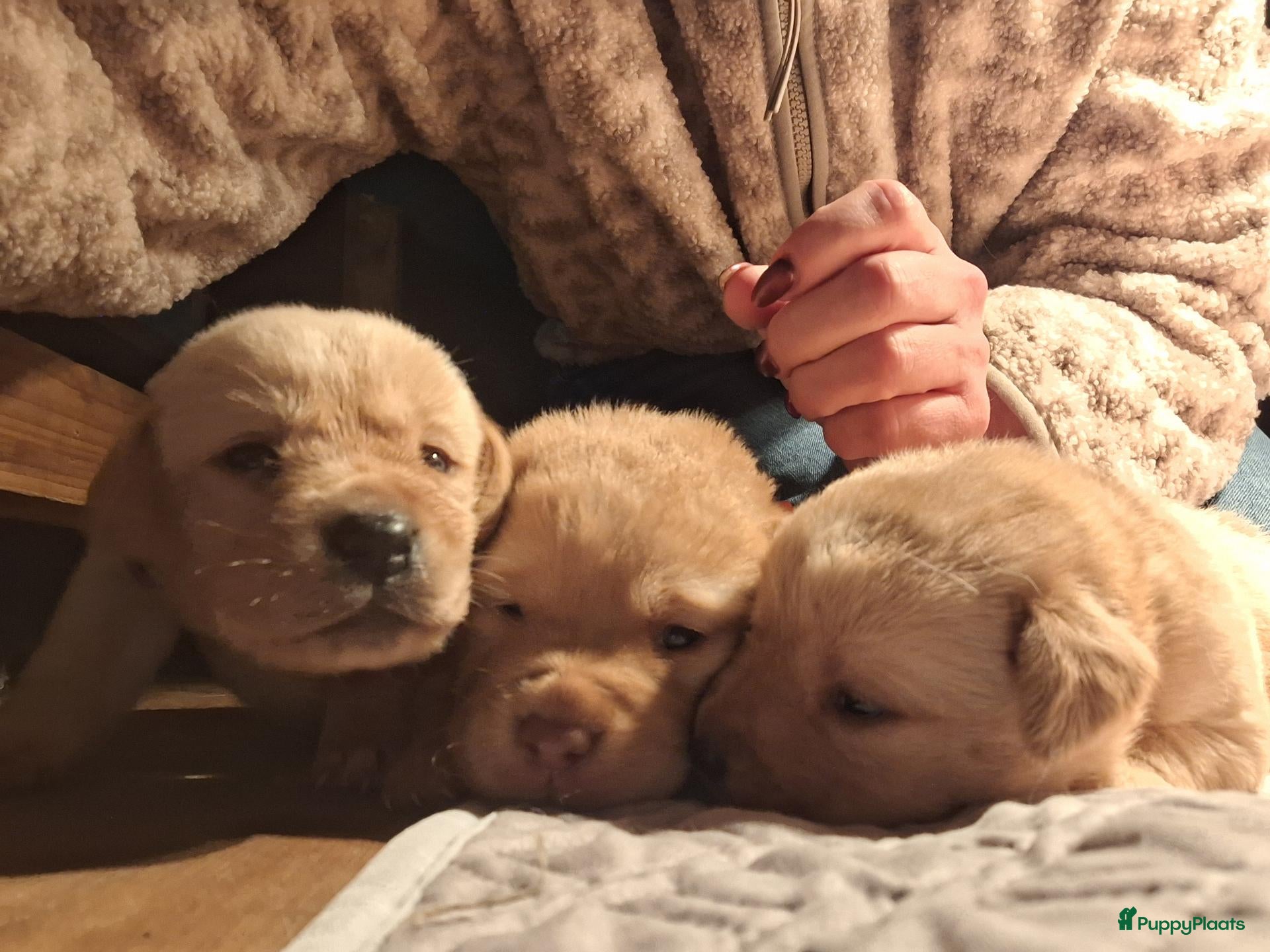Labrador Retriever honden Blonde/donker gele labradorpups - Advertentie 2