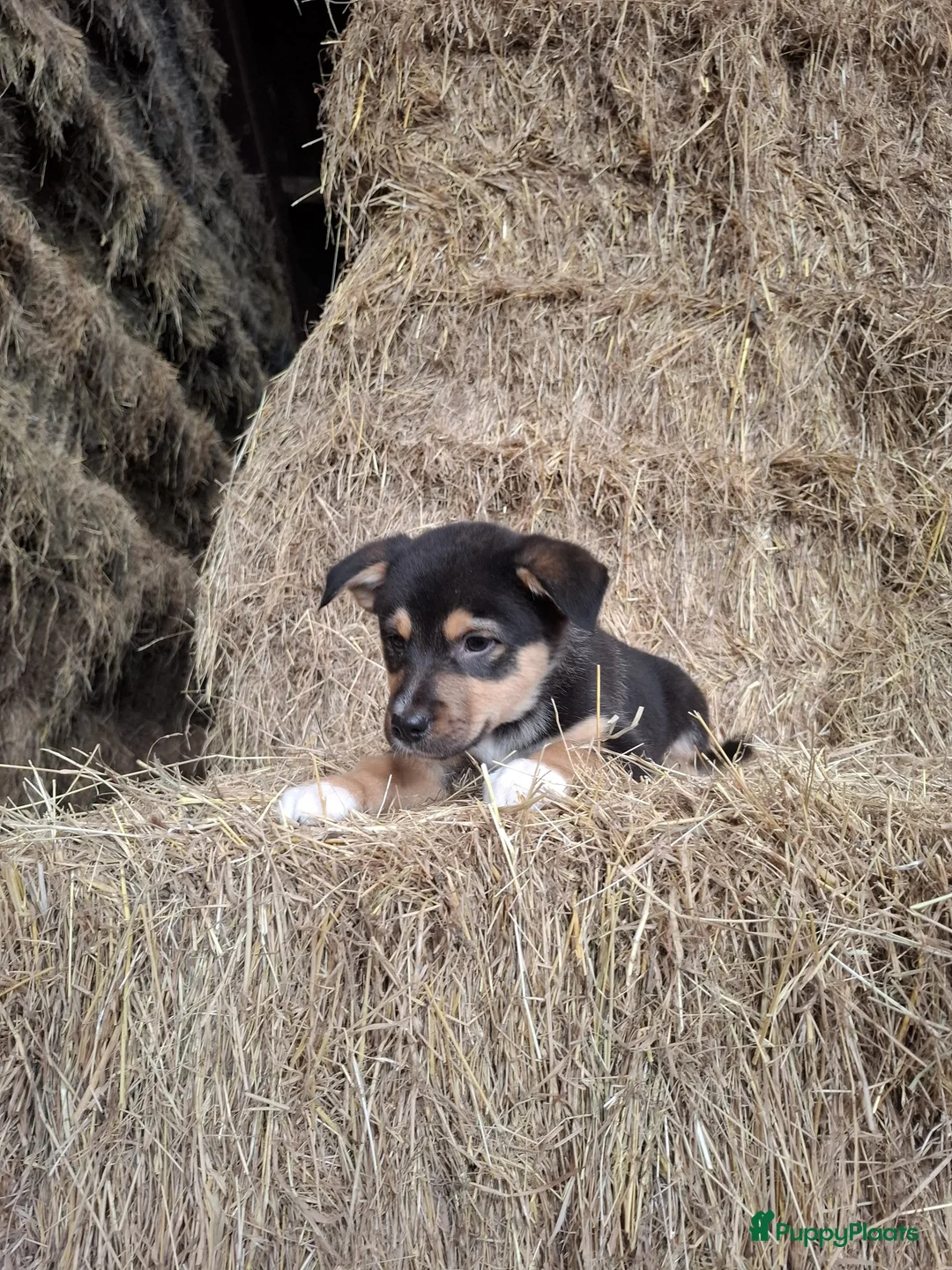 Kruising honden te koop: Prachtige pups Border Collie x Australian Kelpie  - Advertentie 9
