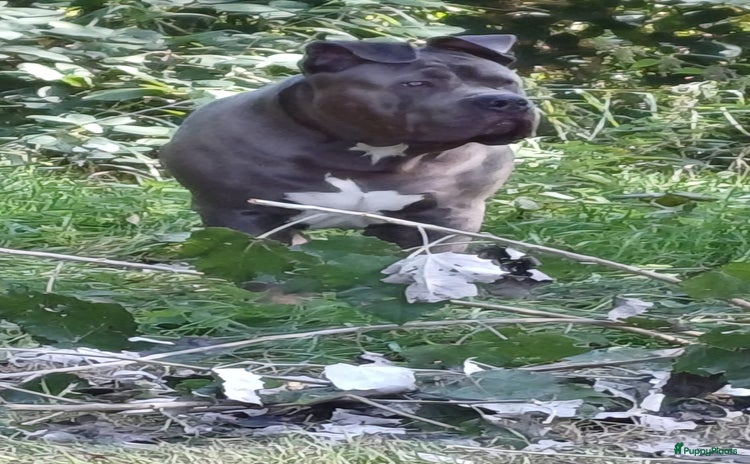 Amerikaanse Bully honden - Advertentie 2