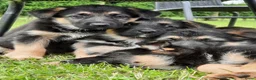 Duitse Herder honden te koop: Mooie Duitse herderpups in Beltrum - Advertentie 1