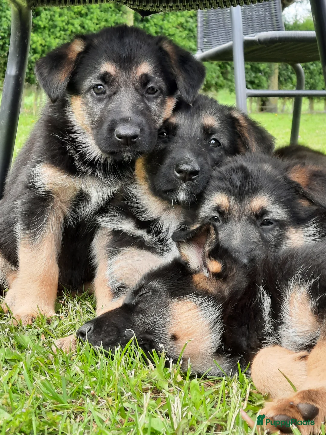 Duitse Herder honden te koop: Mooie Duitse herderpups in Beltrum - Advertentie 1