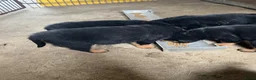 Rottweiler honden te koop: Pups rotweiler in Weert - Advertentie 6
