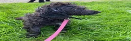 Kruising honden te koop: Mooie zwarte goldendoodles! - Advertentie 2