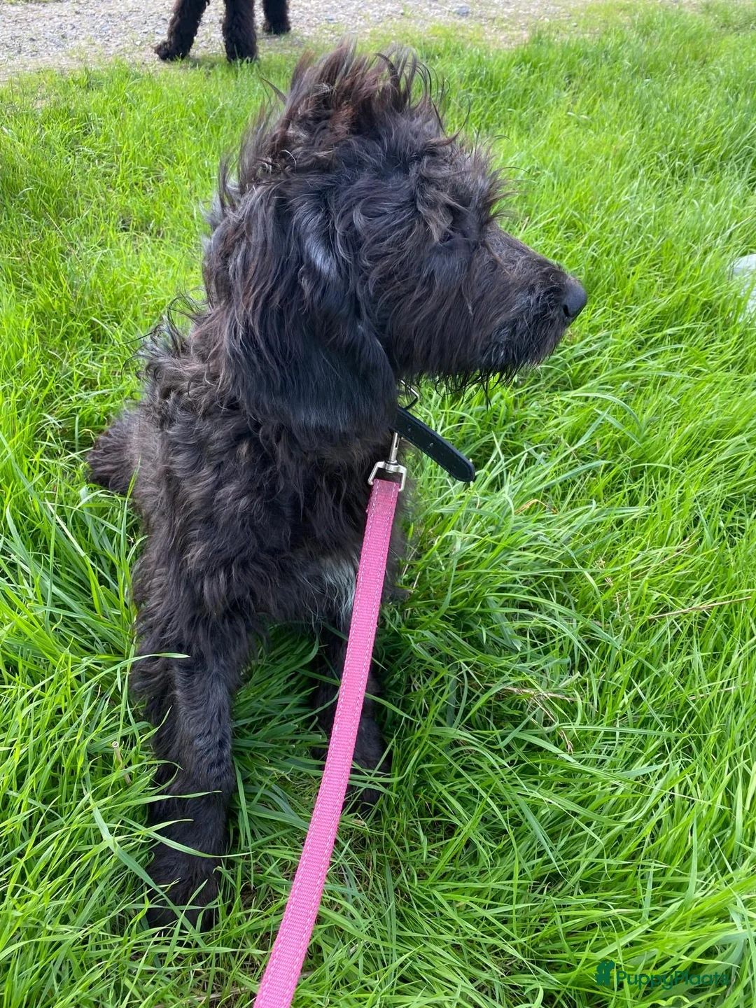Kruising honden te koop: Mooie zwarte goldendoodles! - Advertentie 2