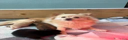 Kruising honden te koop: Pomchi x keeshond puppy’s  - Advertentie 2