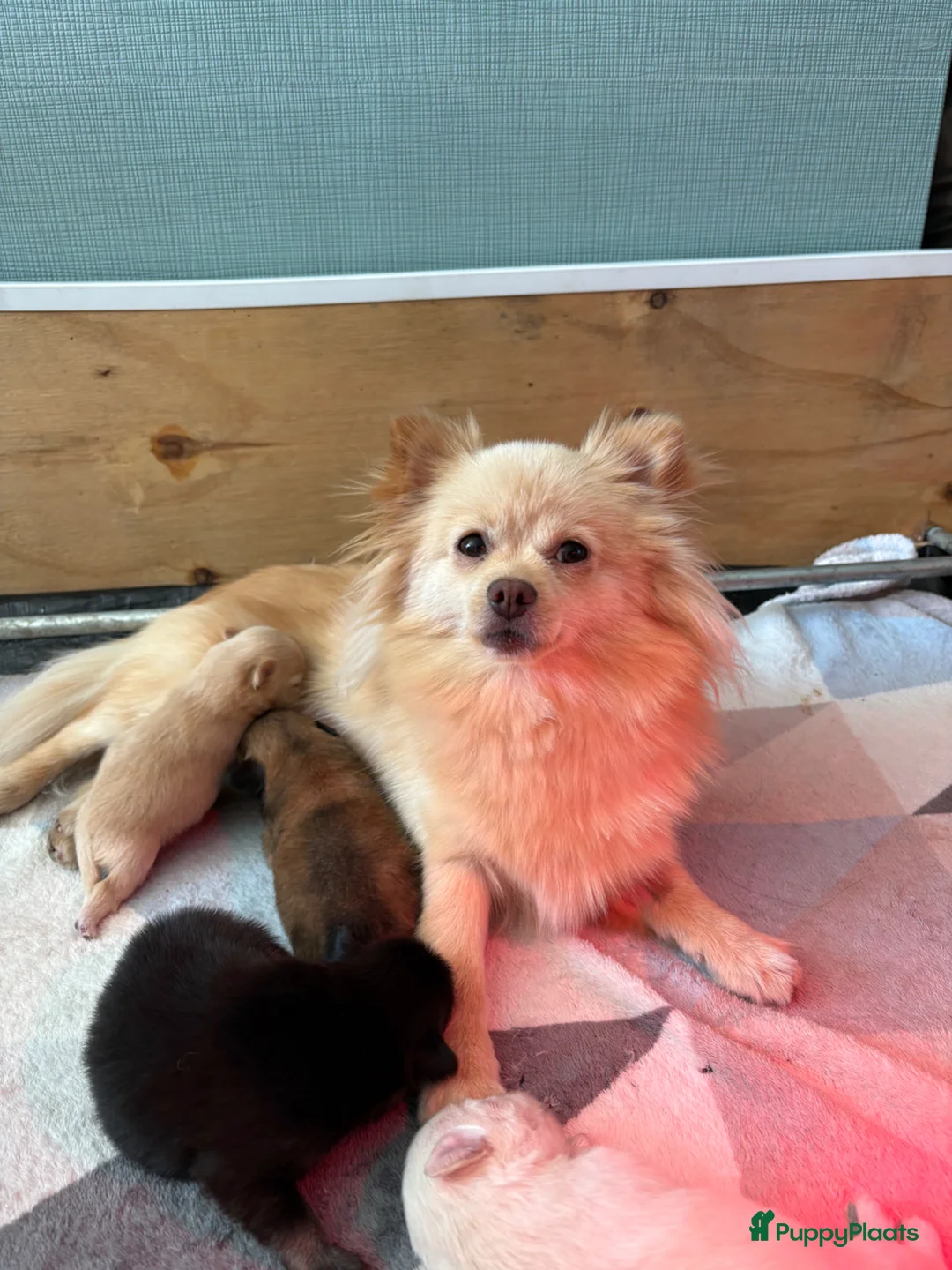 Kruising honden te koop: Pomchi x keeshond puppy’s  - Advertentie 2
