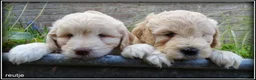 Labradoodle honden te koop: Labradoodle mini pups +/- 40 cm - Advertentie 9