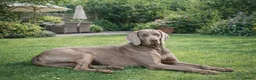 Weimarse Staande Hond korthaar honden te koop: Weimaraner pups - Advertentie 18