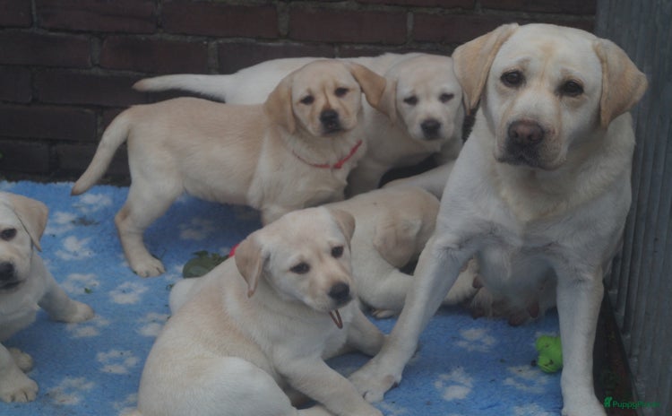 Labrador Retriever honden Gele Labrador pups met stamboom en NLV keurmerk - Advertentie 4