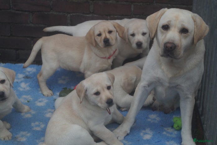 Labrador Retriever honden Gele Labrador pups met stamboom en NLV keurmerk - Advertentie 7