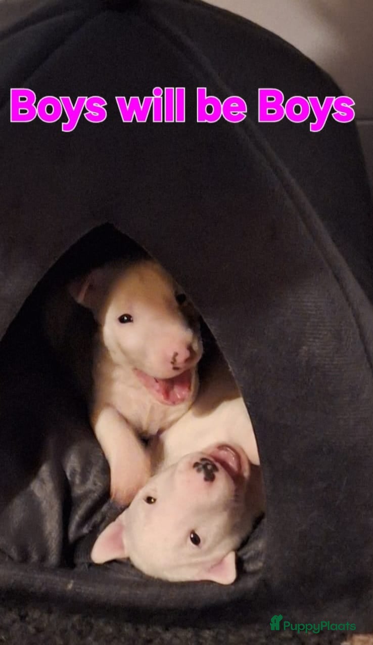 Bull Terriër honden te koop: MINIATUUR BULL TERRIER  - Advertentie 3