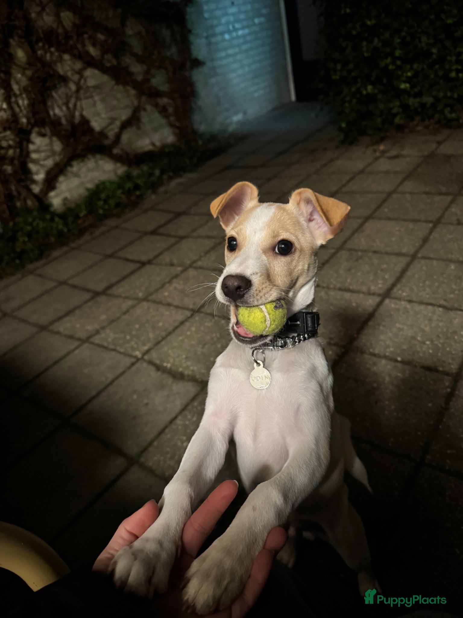 Boerenfox honden ter dekking: Lieve Boerenfox reu zoekt teef in Tilburg - Advertentie 4