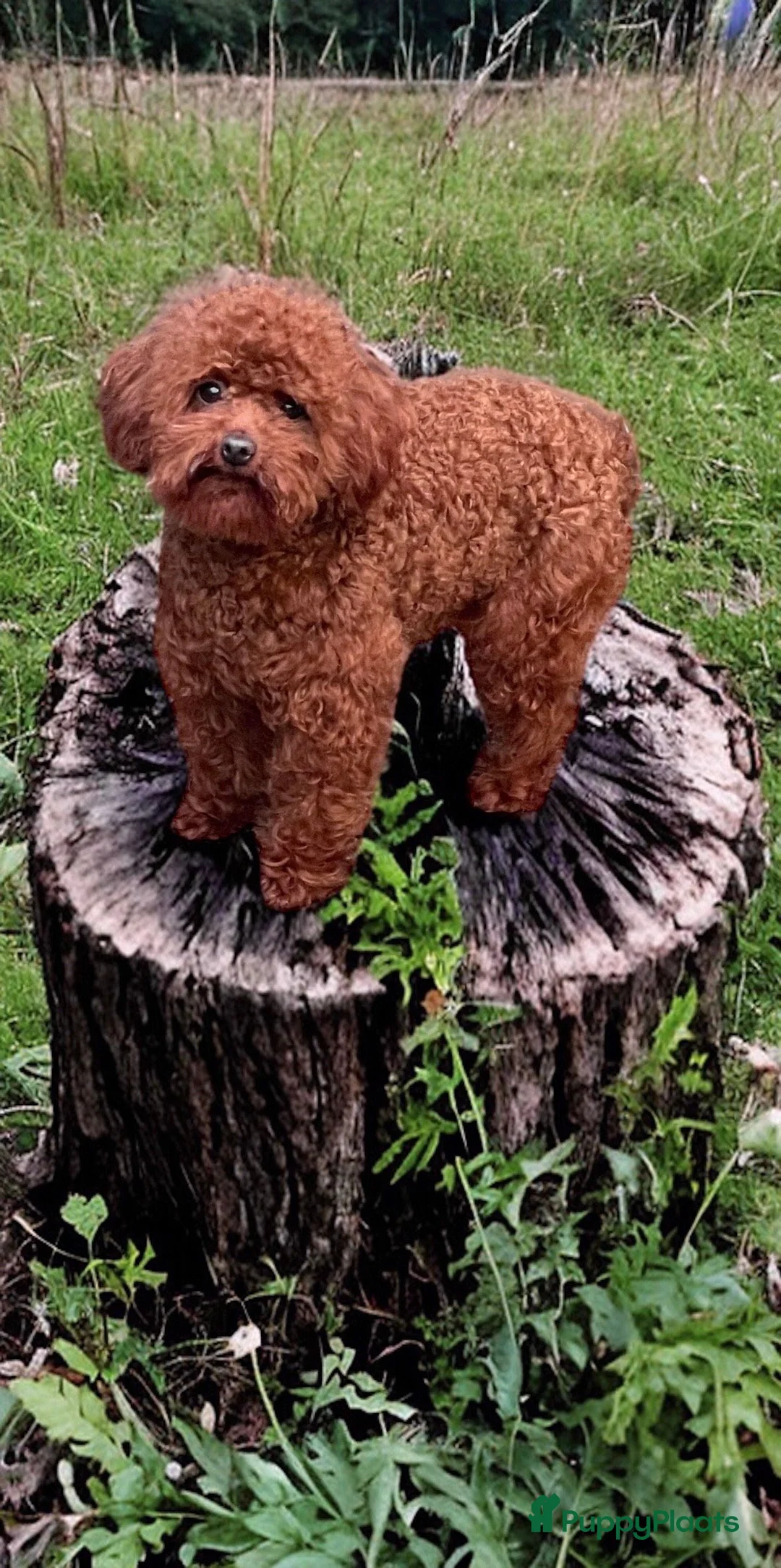 Poedel Toy honden ter dekking: kleine toy poedel dekreu donker rood rocky - Advertentie 7