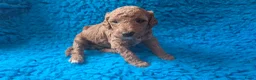 Cockapoo honden te koop: Hele mooie cockapoo pupjes - Advertentie 9