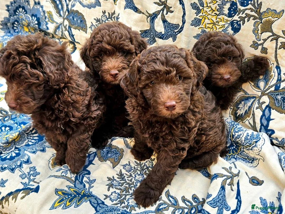 Labradoodle honden te koop: Labradoodle pups - Advertentie 1
