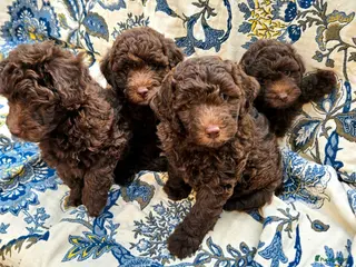 Labradoodle honden Labradoodle pups - Advertentie 13