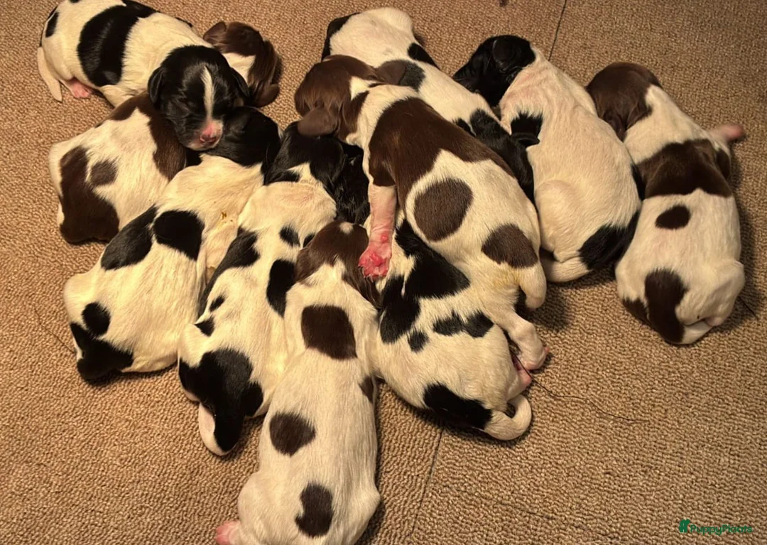 Engelse Springer Spaniel honden te koop: Engelse Springers Spaniel - Advertentie 4