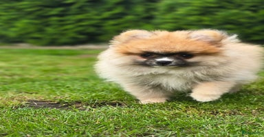 Pomeriaan honden - Advertentie 11