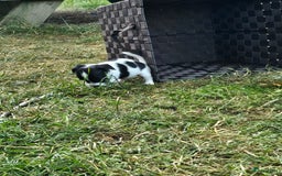 Jack Russel Terriër honden te koop: Jack russel pups (laagbenig) in Baarle-Nassau - Afbeelding 10