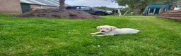 Labrador Retriever honden te koop: Stamboom fieldtrial labrador pups - Advertentie 8