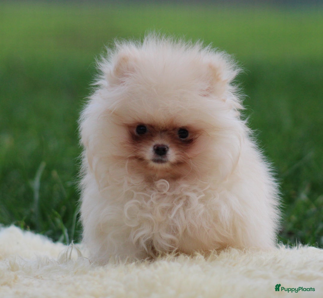 Pomeriaan honden te koop: Pomeriaan pup - Advertentie 4