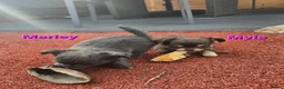 Chihuahua honden te koop: Geweldig mooie chihuahua pups met FCI stamboom - Advertentie 11
