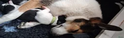 Border Collie honden te koop: Border collie puppy's in Oude Pekela - Advertentie 1