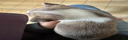 Chihuahua honden te koop: Kortharige chihuahua pups - Advertentie 26