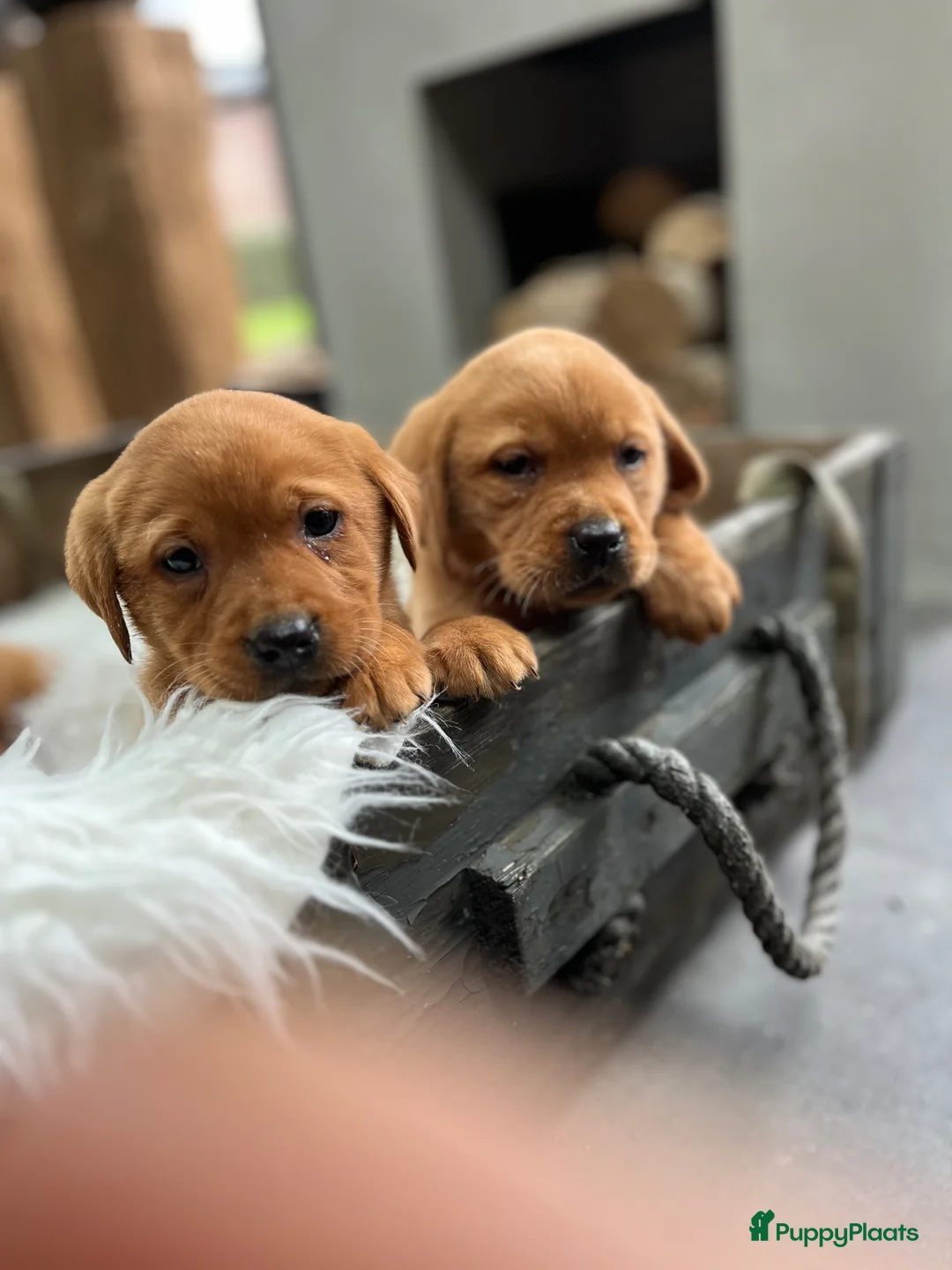 Labrador Retriever honden te koop: Labrador redfox - Advertentie 2