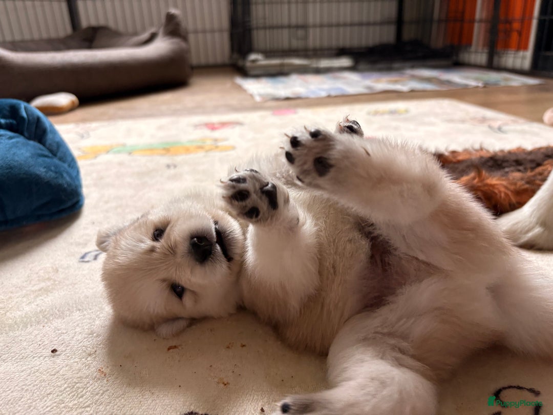 Pomsky honden te koop: 🌟 Prachtige Pomsky Pups te Koop  - Advertentie 18