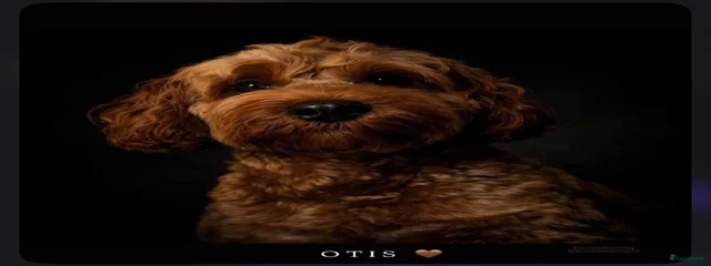 Otis
