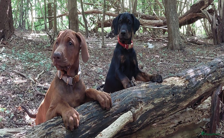 Dobermann honden - Advertentie 2
