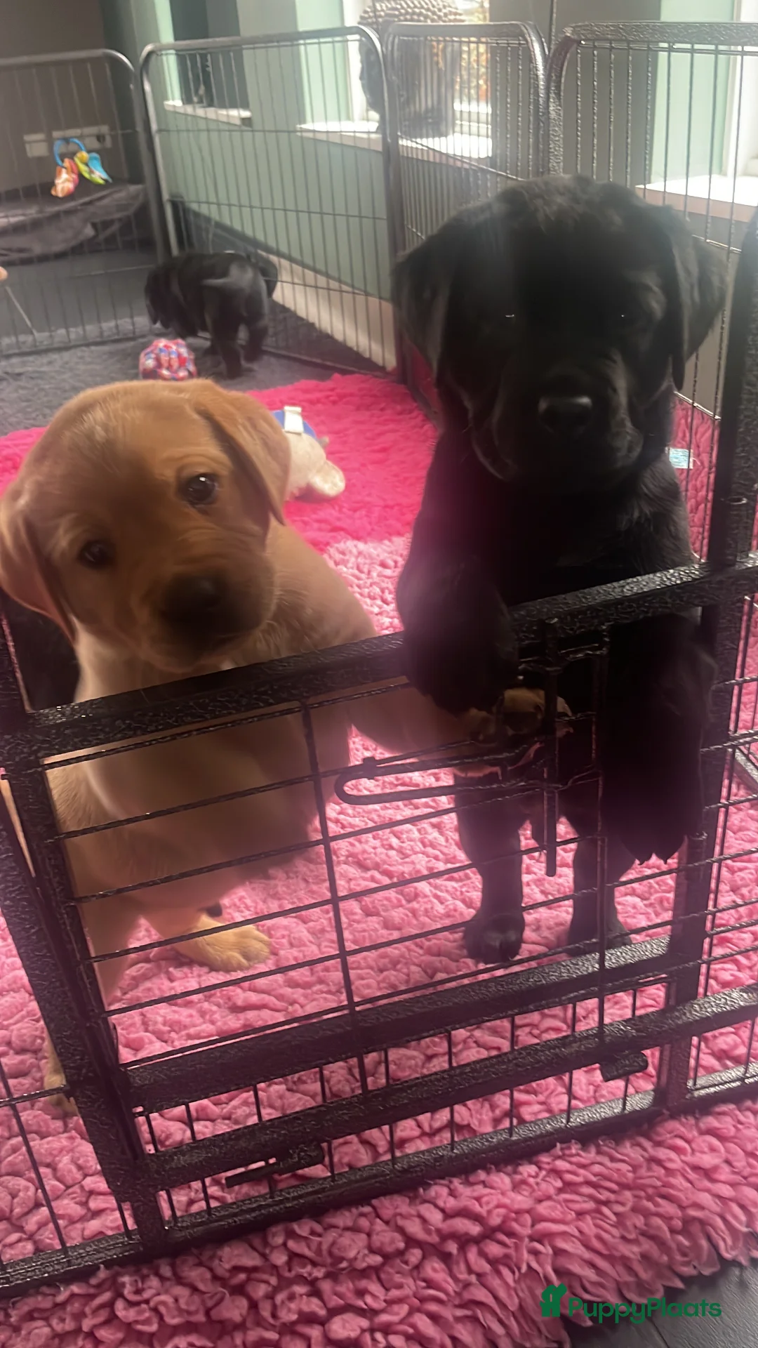 Labrador Retriever honden te koop: NEST AANKONDIGING LABRADOR PUPS - Advertentie 29