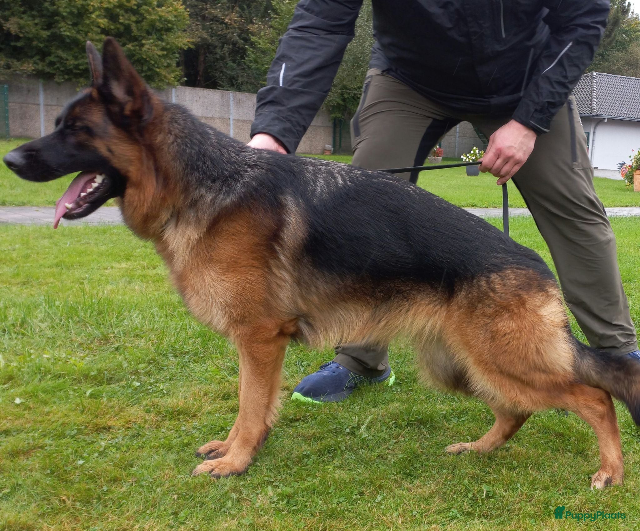 Duitse Herder honden Nog niet besproken  - Advertentie 7
