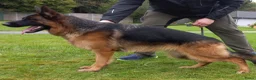 Duitse Herder honden te koop: Nog niet besproken  in Kessel - Advertentie 1